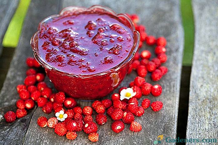 Kako pripraviti jagode za zimo - okusne recepte za marmelado, džem in kompot