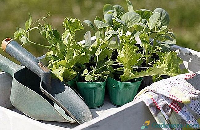 Как да втвърдя разсад от зеленчуци и цветя, преди да засадите в земята