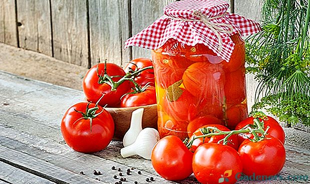 Jak nakládat rajčata na zimu v nádobě, v kastrolu, v kbelíku, barelu nebo barelu