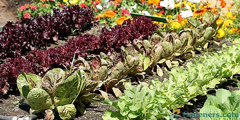 Jakie warzywa można sadzić w pobliżu, a które nie mogą - mieszane nasadzenia