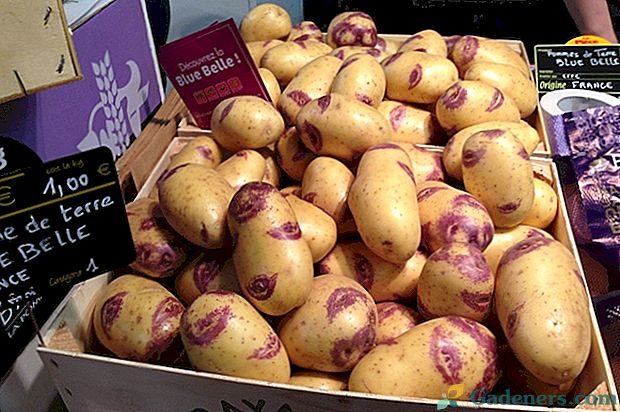 Bulvių veislė Sineglaska - skonio standartas