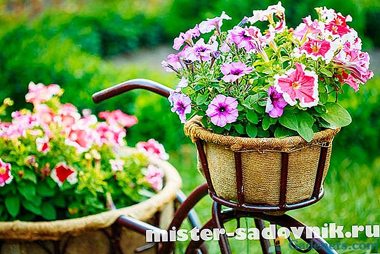 Kada i kako biljka godišnje cvijeće za sadnice - savjeti i trikovi