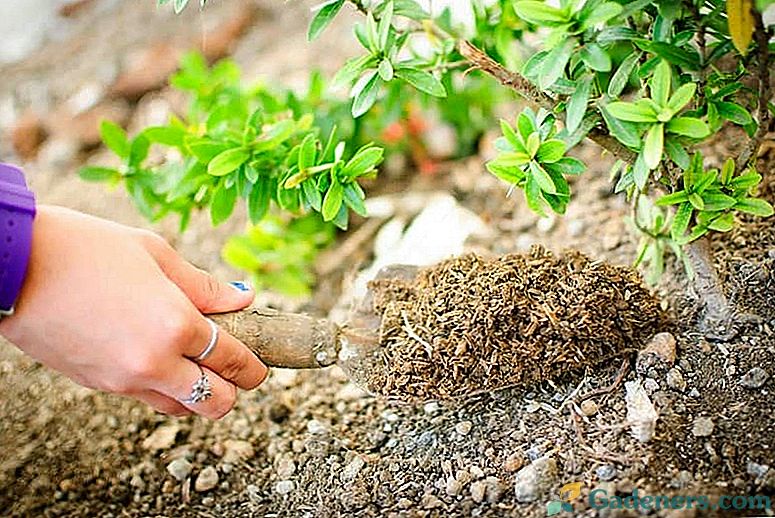 Kdaj gnojenje sadnih dreves na vrtu - pogoji in pravila