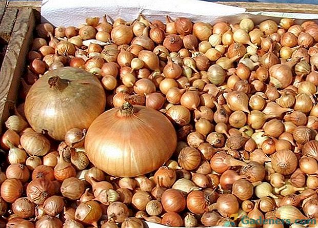 Onion Sevok Stuttgarter Riesen - tajne i pravila njegovog uzgoja