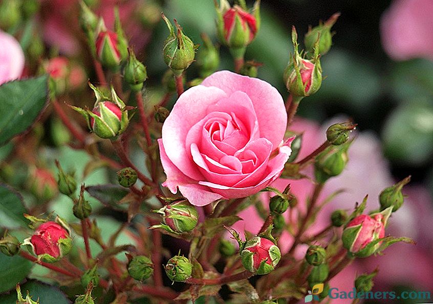 Miniatiūrinės rožės - populiariausios veislės su nuotraukomis