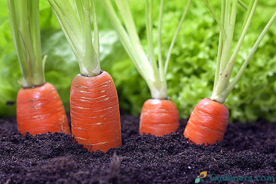 Морква Лосіноостровская - опис і особливості вирощування