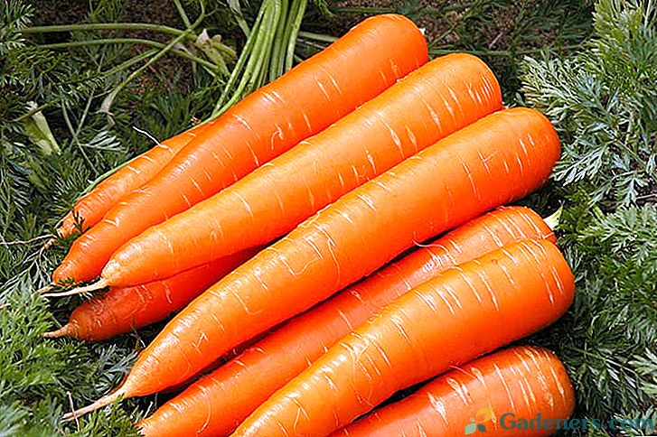 Морква Нантская - опис сорту і особливості вирощування