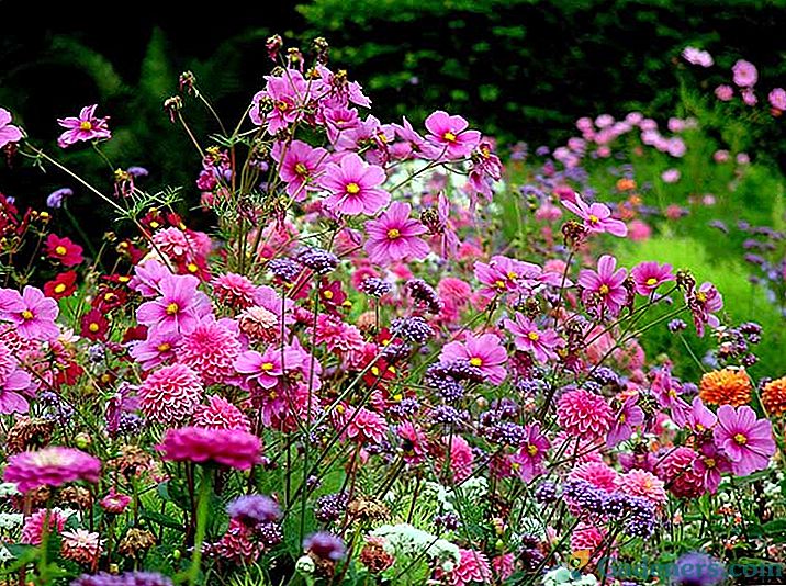 Letni cvetovi - vrste in razvrščanje letnic za vrt