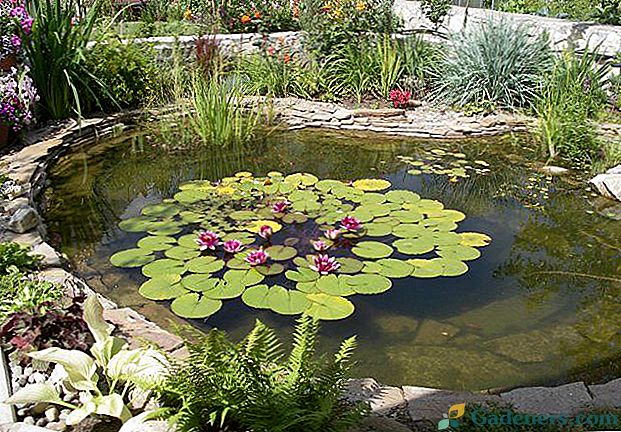 Populárne rastliny na rybníku pri chate - popis s fotografiou