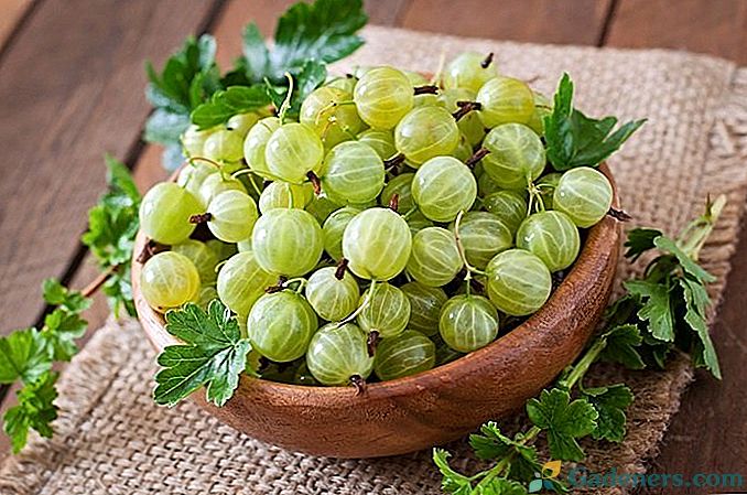 Най-популярните разновидности на цариградско грозде с снимки и описания