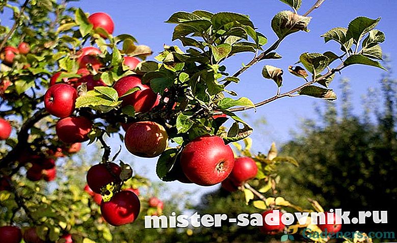Populiariausi obuolių veislės centrinei Rusijai