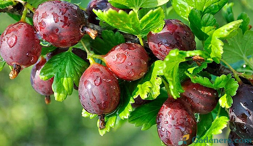 Стандартно цариградско грозде - технология и особености на отглеждането