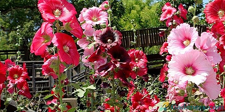Sklad ruže alebo slezu - tipy na pestovanie v záhrade