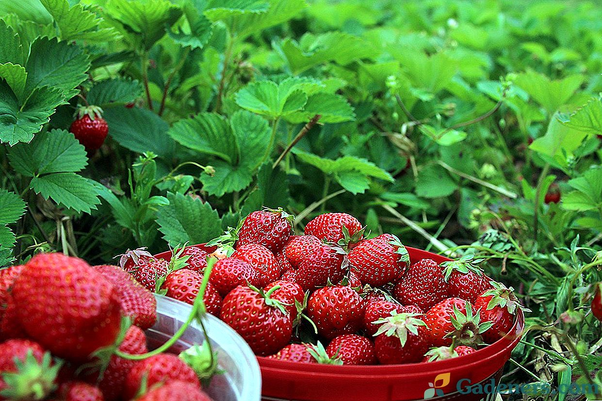 Грижа за ягоди след прибиране на реколтата - съвети и трикове