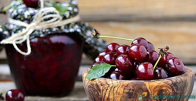Skanus pasirengimas vyšnių žiemai - patikrinti receptai