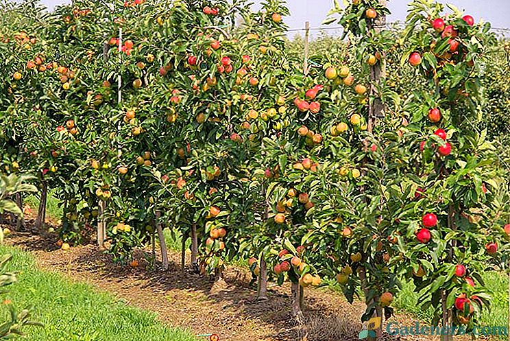 Apple Tree Augustus - подробни характеристики на сорта