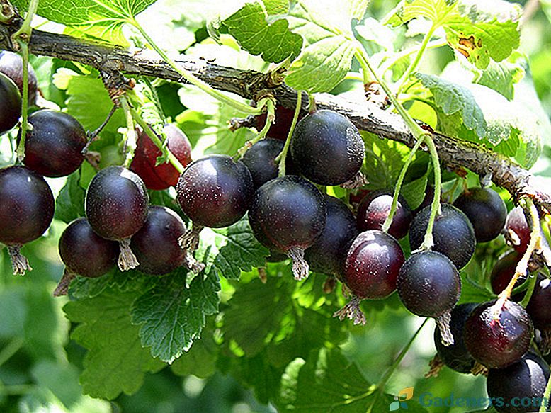 Berry Yoshta - základné pravidlá výsadby a starostlivosti o rastliny