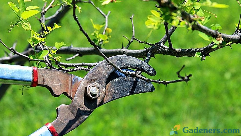 Zakaj in kako obrezati drevesa in grmičevje?