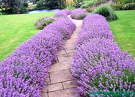 12 great plants to plant along the walkways