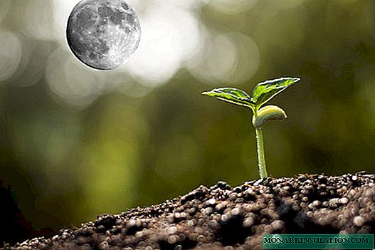 ☀ Semer le calendrier lunaire du jardinier et du jardinier pour mars 2020