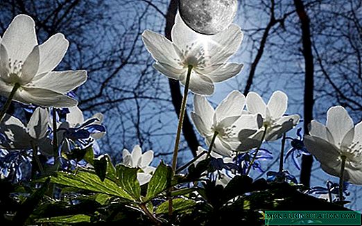 El calendario lunar del jardinero y jardinero para abril de 2020