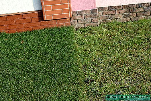 How to care for the lawn in spring: stages by month, favorable days for 2020