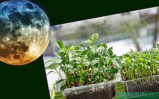 Cuándo plantar pimientos en el calendario lunar en 2020