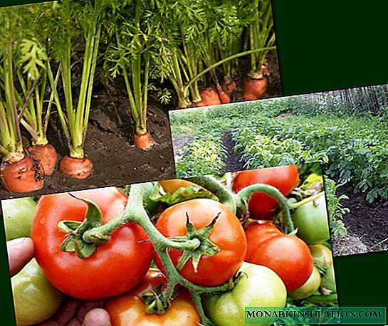 22 Möglichkeiten, um die Reifung von 7 Gemüsesorten zu beschleunigen, viel über Tomaten