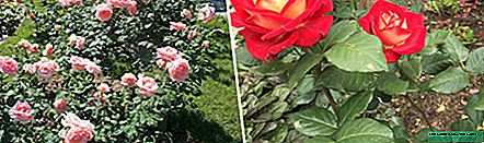 35 varieties of tea hybrid roses