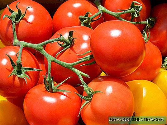 الطماطم القياسية: 35 نوعا
