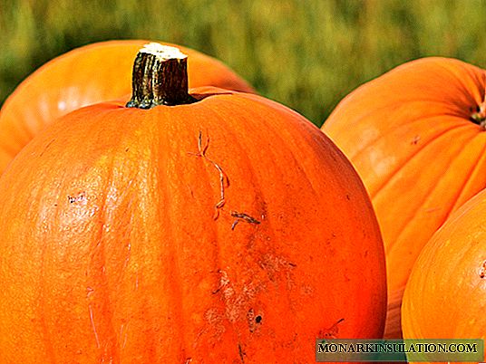 36 varieties of pumpkins with photos and descriptions
