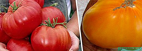 Variedades de tomates de la selección siberiana: 38 variedades con fotos y descripciones.