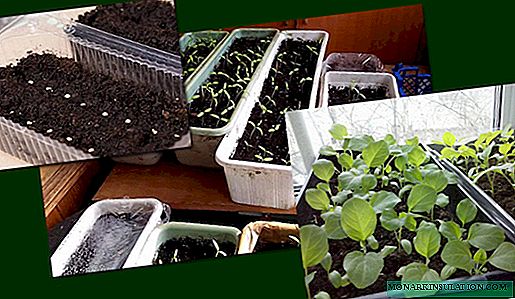 4 formas de sembrar plántulas de berenjena con una descripción paso a paso, todas probadas