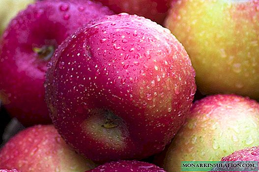 50 variétés de pommes avec photos et descriptions