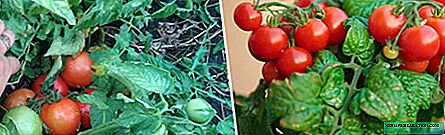62 Sorten untergroßer Tomaten