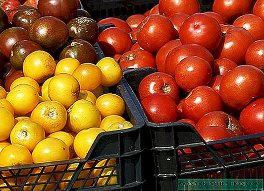 64 parasta tomaattilajiketta kasvatettavaksi Venäjän alueilla