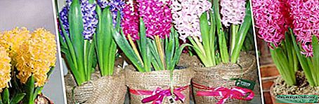 Forzar jacintos para el 8 de marzo, año nuevo y otros días festivos: instrucción
