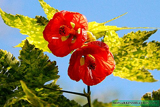 Abutilon (indoor maple): planting and care at home