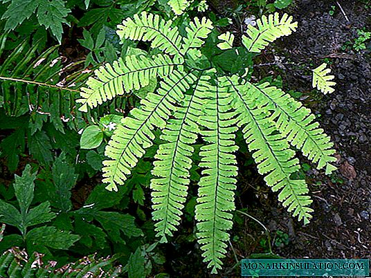 Adiantum: types and care