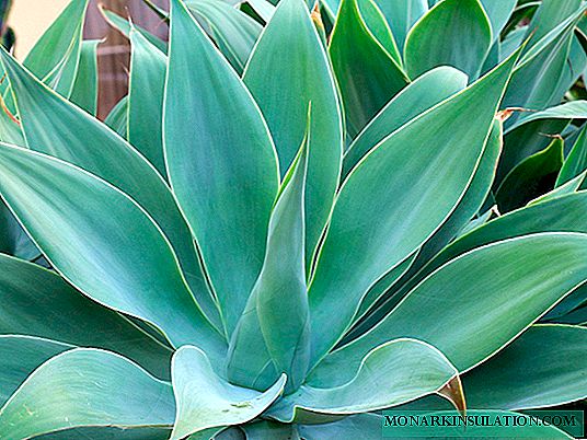 Agave: description, types, care of a houseplant