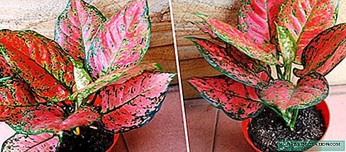 Aglaonema: types and care at home