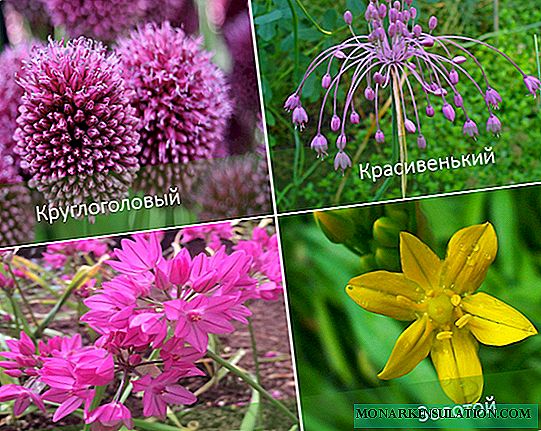 Allium أو القوس الزخرفية: أنواع وصورهم ، والغرس ، والرعاية