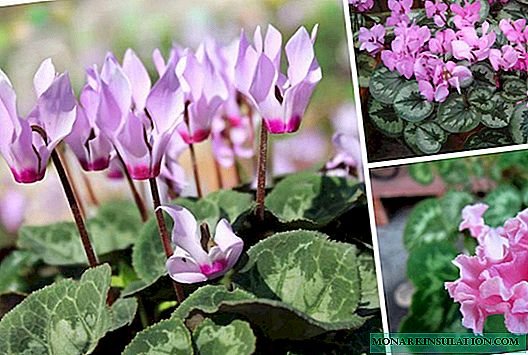 Alpine violet: beschrijving, planten, verzorging