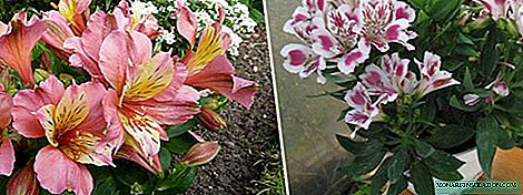 Alstroemeria at home and outdoors