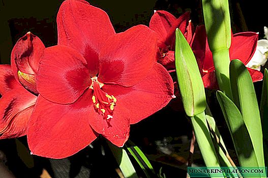 Amaryllis: description, types, care, differences from hippeastrum