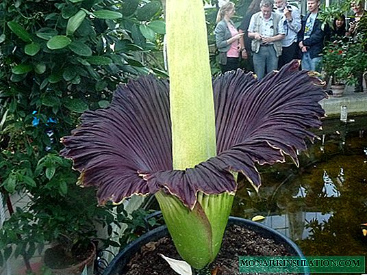 Amorphophallus: care and growing tips
