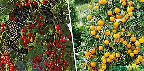 Ampel Tomaten: Sorten, wachsende Eigenschaften, Krankheitsbekämpfung
