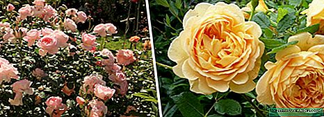 Engelsk roser: typer, sorter, træk ved voksende