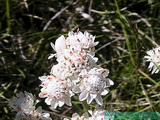 Antennaria tai kissan jalka: kuvaus, purkaminen ja hoito