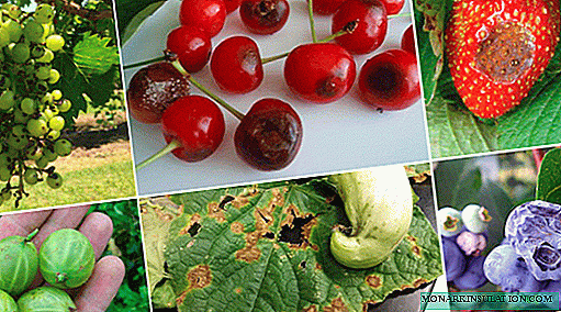 أنثراكنوز - مرض فطري خطير في نباتات المنزل والحديقة
